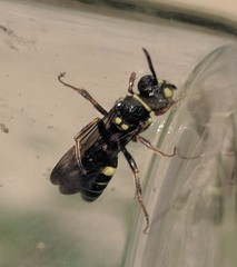 Nomada tiftonensis