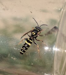 Nomada tiftonensis