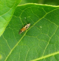 Lepidoptera