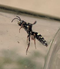 Nomada tiftonensis