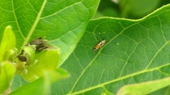Lepidoptera