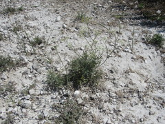 Pimpinella titanophila