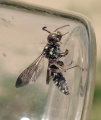 Nomada tiftonensis