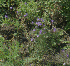 Campanula petiolata