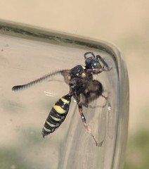 Nomada tiftonensis