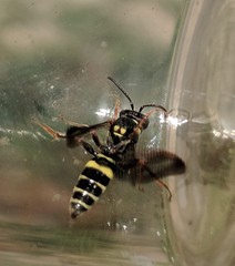 Nomada tiftonensis