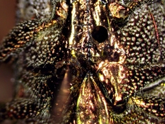 Dicerca divaricata