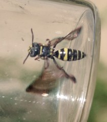 Nomada tiftonensis