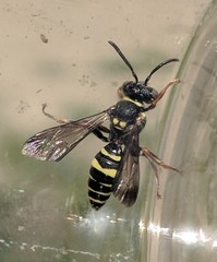 Nomada tiftonensis