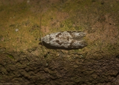 Oxythecta hieroglyphica