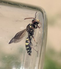 Nomada tiftonensis