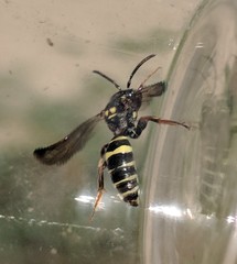 Nomada tiftonensis