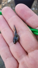 Rana amurensis