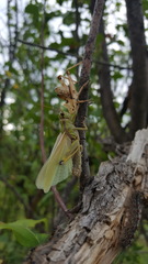 Ognevia longipennis