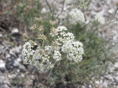 Pimpinella titanophila
