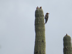 Melanerpes hypopolius