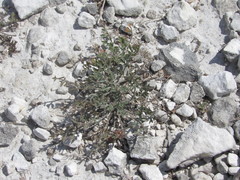 Pimpinella titanophila