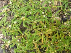 Mollugo verticillata