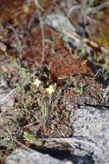 Camissonia sierrae alticola