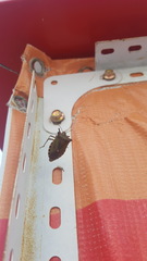 Pentatoma metallifera