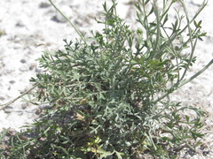 Pimpinella titanophila