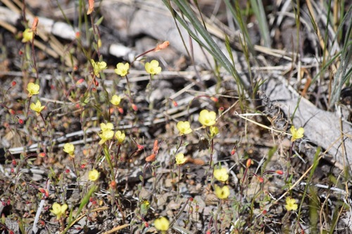 Camissonia sierrae ssp. alticola