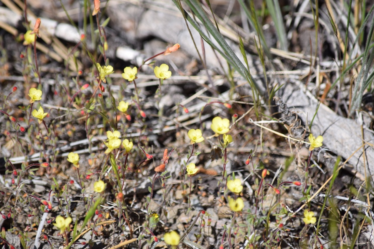 Camissonia sierrae ssp. alticola