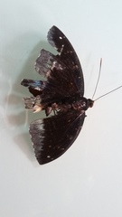 Lexias pardalis jadeitina
