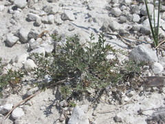 Pimpinella titanophila