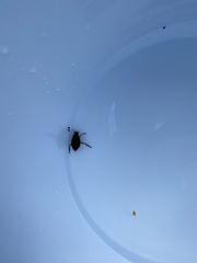 Nepoidea
