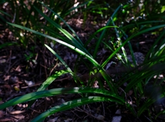 Amaryllis belladonna