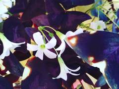 Oxalis triangularis