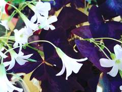 Oxalis triangularis