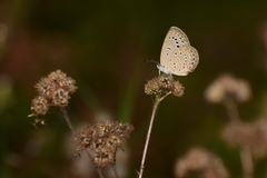Pseudozizeeria maha