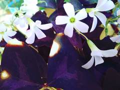 Oxalis triangularis
