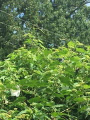 Ipomoea alba