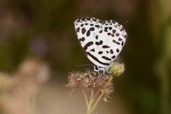Castalius rosimon