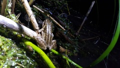 Rana amurensis