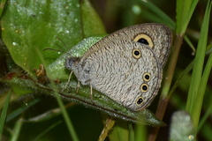 Ypthima huebneri