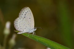 Pseudozizeeria maha