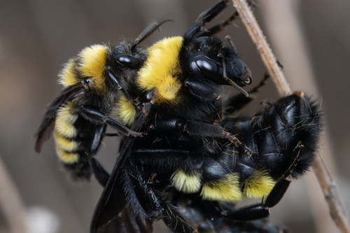 Sonoran Bumble Bee