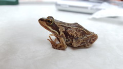Rana amurensis