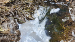 Rana amurensis
