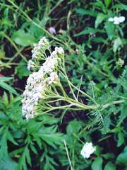 Achillea millefolium