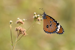 Danaus chrysippus