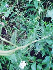 Achillea millefolium
