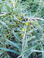 Hippophae rhamnoides