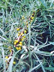 Hippophae rhamnoides