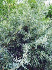Hippophae rhamnoides