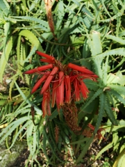 Asphodeloideae